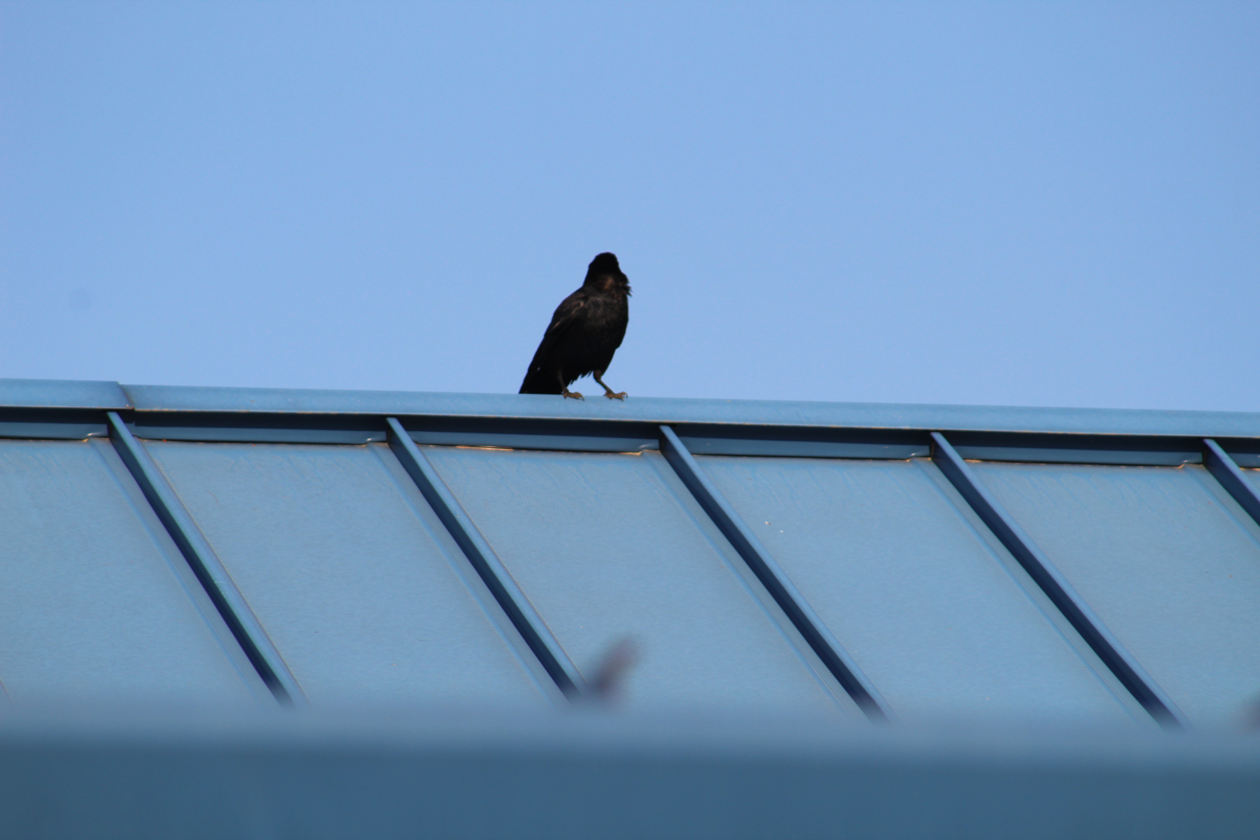 Bird
