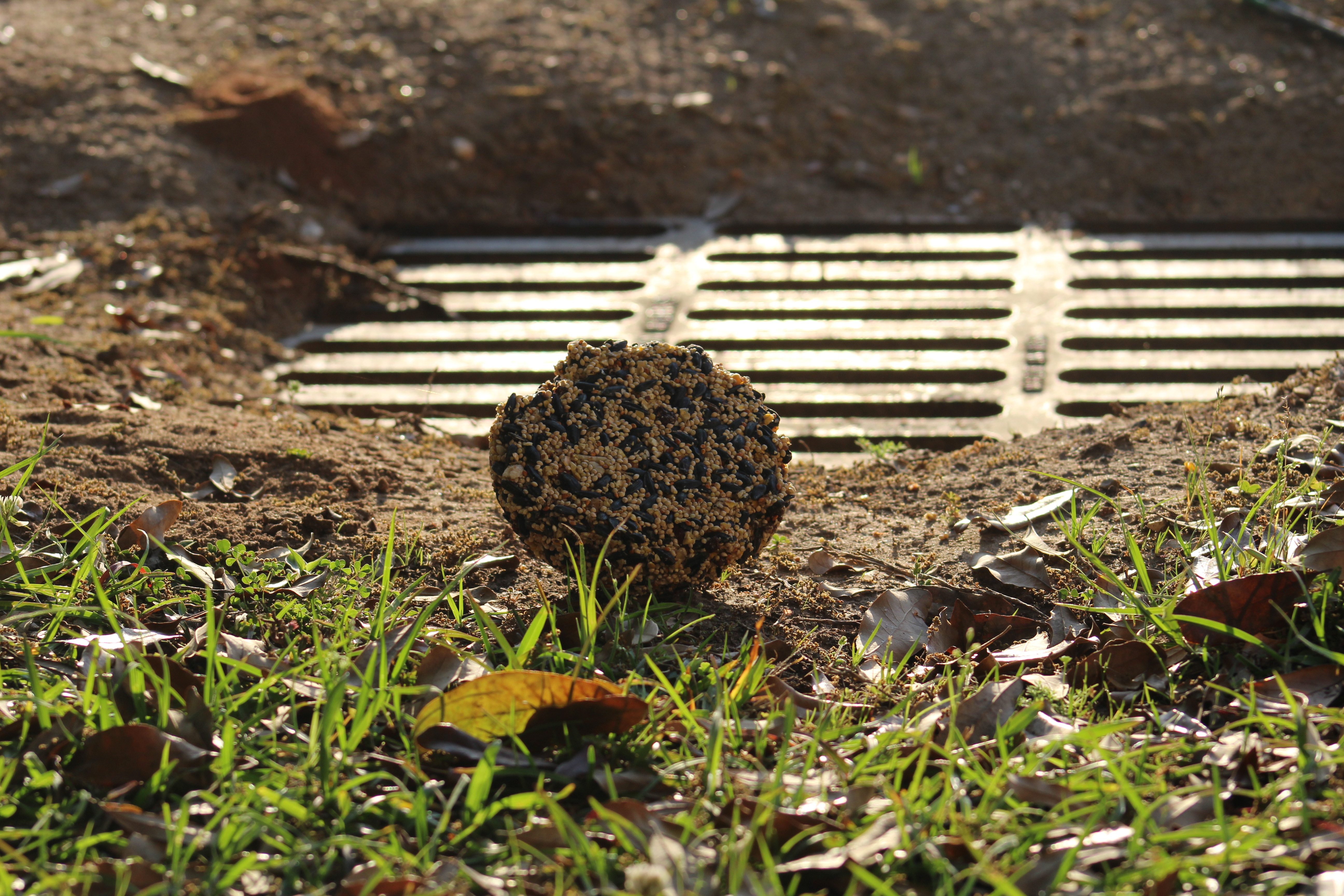 Seed